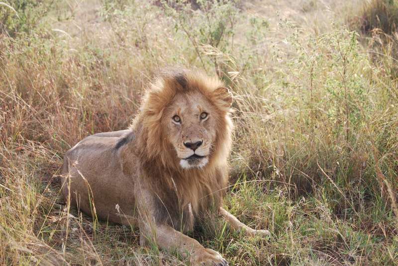 Un curioso safari, dos leopardos, leones despeluchados y muchas despedidas - Regreso al Mara - Kenia (21)