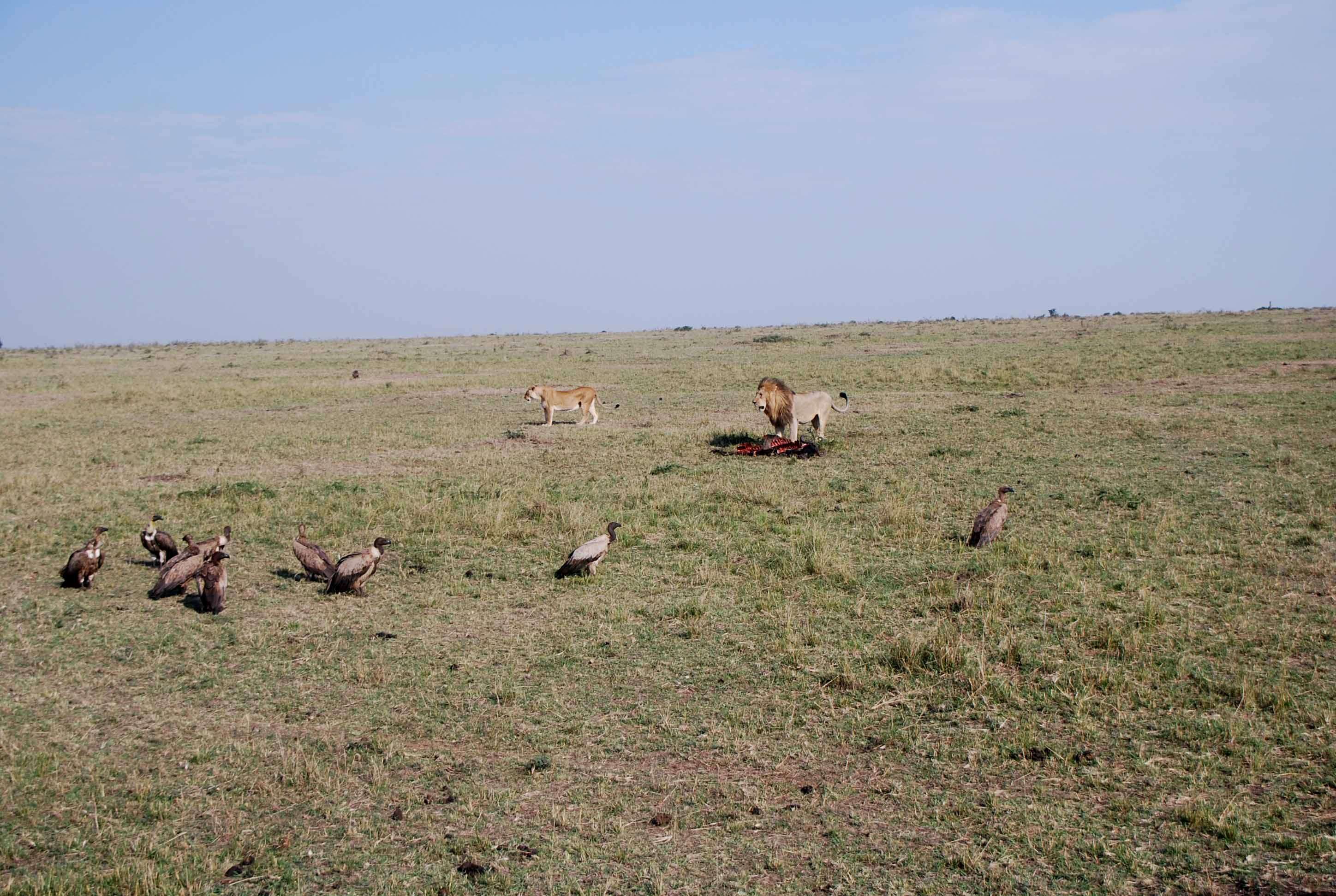 Un montón de leones y un poquito de porno - Regreso al Mara - Kenia (24)